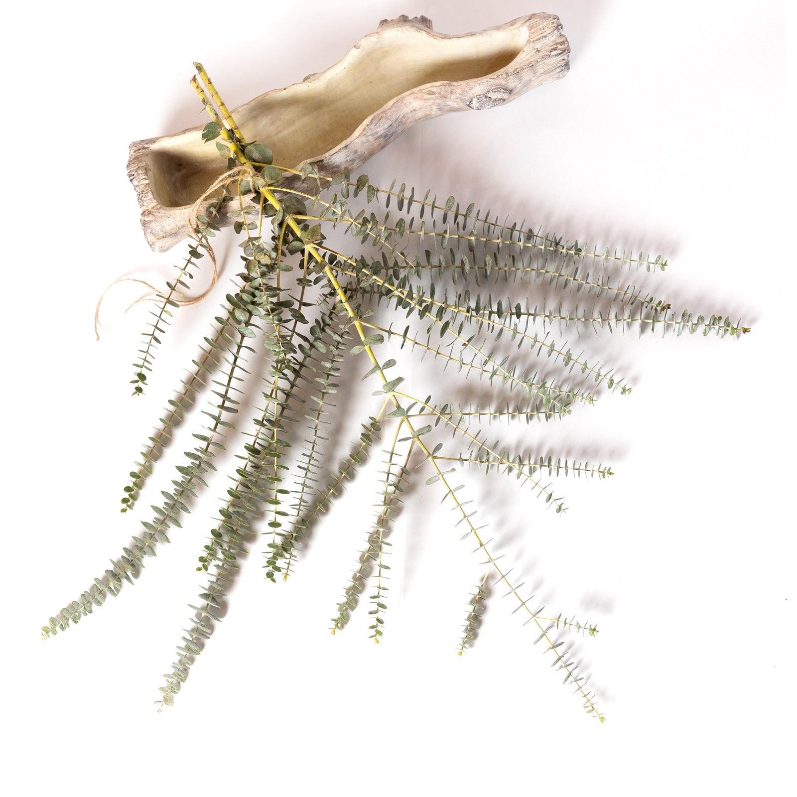 Fresh Eucalyptus Shower Steamer Bunches