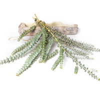 Fresh Eucalyptus Shower Steamer Bunches