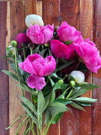 Locally Grown Peony Bundle 4 Week Subscription