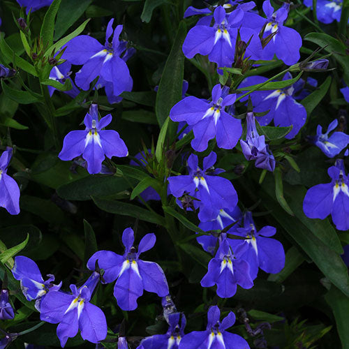 Lobelia