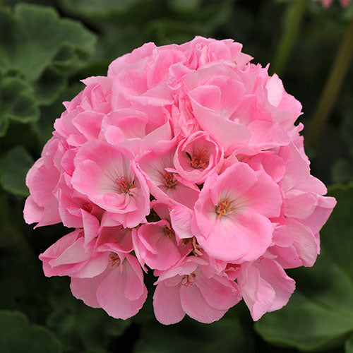 Geraniums