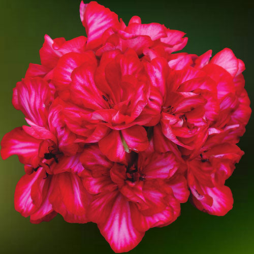 Geraniums