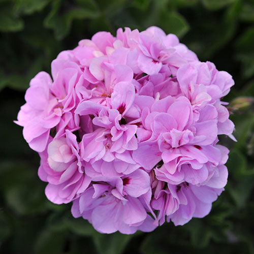 Geraniums